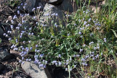 Phacelia breweri, photographed by Ken-ichi Ueda