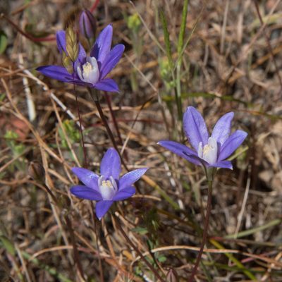 Brodiaea stellaris, photographed by Don Loarie