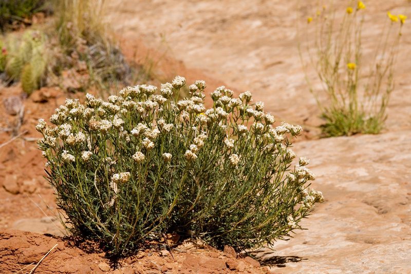 Ipomopsis roseata, photographed by Cecelia Alexander