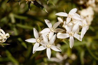 Ipomopsis roseata, photographed by Cecelia Alexander