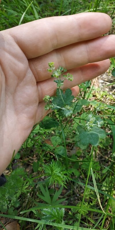 Alchemilla subcrenata, photographed by Yurii Basov