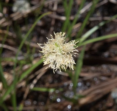 Calliscirpus criniger, photographed by Don Loarie