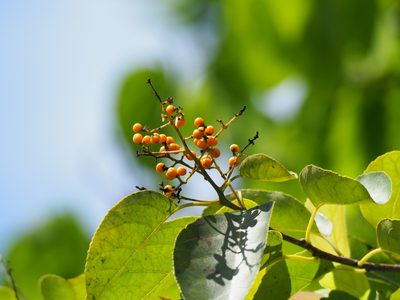 Ehretia acuminata, photographed by 葉子