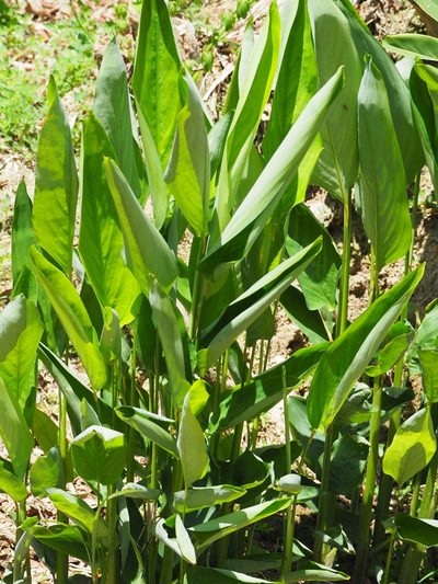 Alpinia galanga, photographed by 葉子