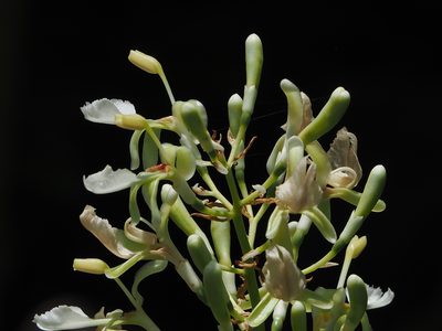 Alpinia galanga, photographed by 葉子