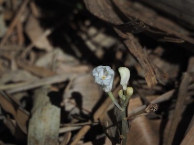 Didymoplexis pallens, photographed by 葉子