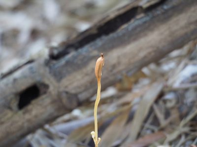 Didymoplexis pallens, photographed by 葉子