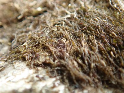 Cephaloziella divaricata, photographed by Randal