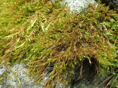 Dichelyma uncinatum, photographed by Randal
