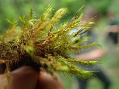 Dichelyma uncinatum, photographed by Randal