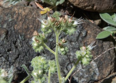 Phacelia corymbosa, photographed by Don Loarie