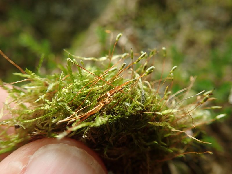 Rectithecium piliferum, photographed by Randal