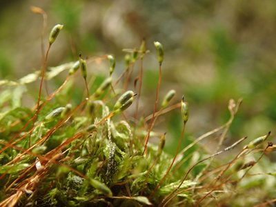 Rectithecium piliferum, photographed by Randal