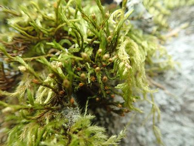 Lewinskya rupestris, photographed by Randal