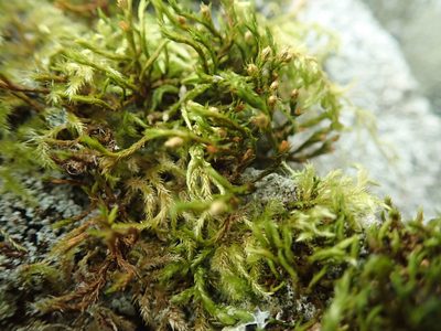 Lewinskya rupestris, photographed by Randal