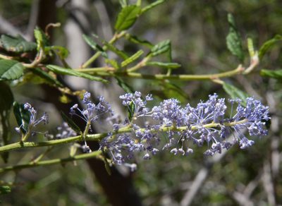 Ceanothus parryi, photographed by Don Loarie