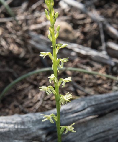 Platanthera leptopetala, photographed by Don Loarie