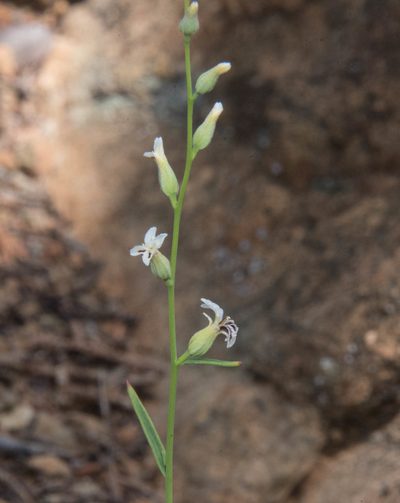 Streptanthus barbiger, photographed by Don Loarie