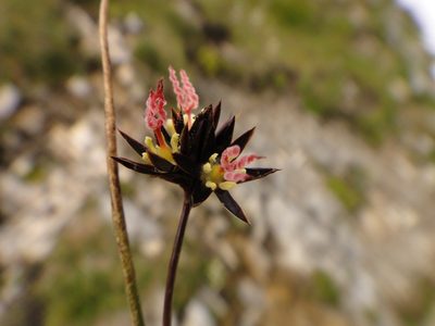 Juncus jacquinii, photographed by Christian Berg