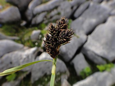 Carex parviflora, photographed by Christian Berg