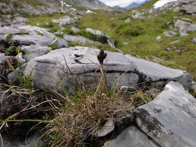Carex parviflora, photographed by Christian Berg