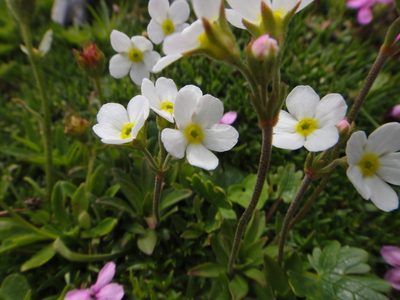 Androsace obtusifolia, photographed by Christian Berg