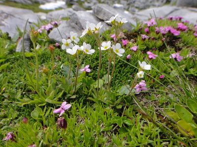Androsace obtusifolia, photographed by Christian Berg