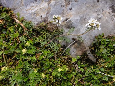 Achillea atrata, photographed by Christian Berg