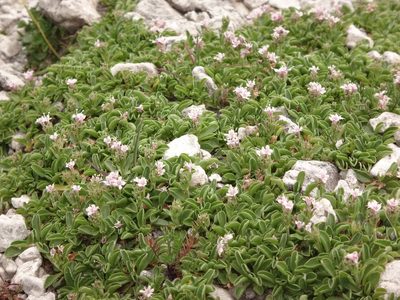 Valeriana supina, photographed by Christian Berg