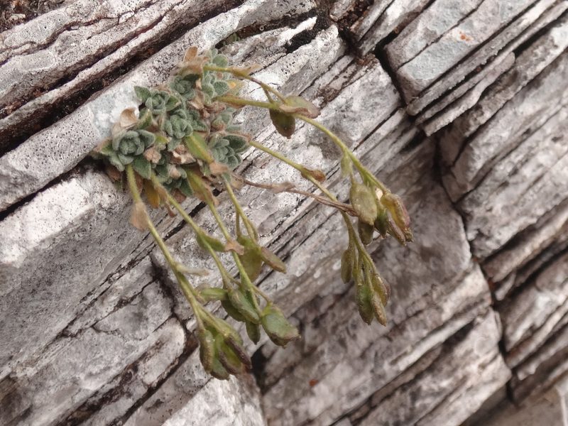 Draba dubia, photographed by Christian Berg