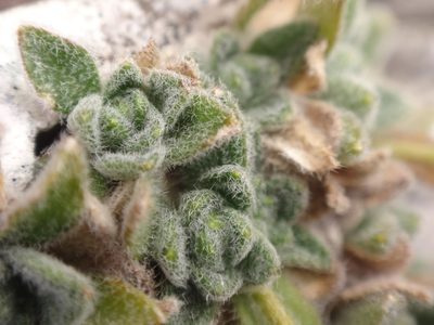 Draba dubia, photographed by Christian Berg