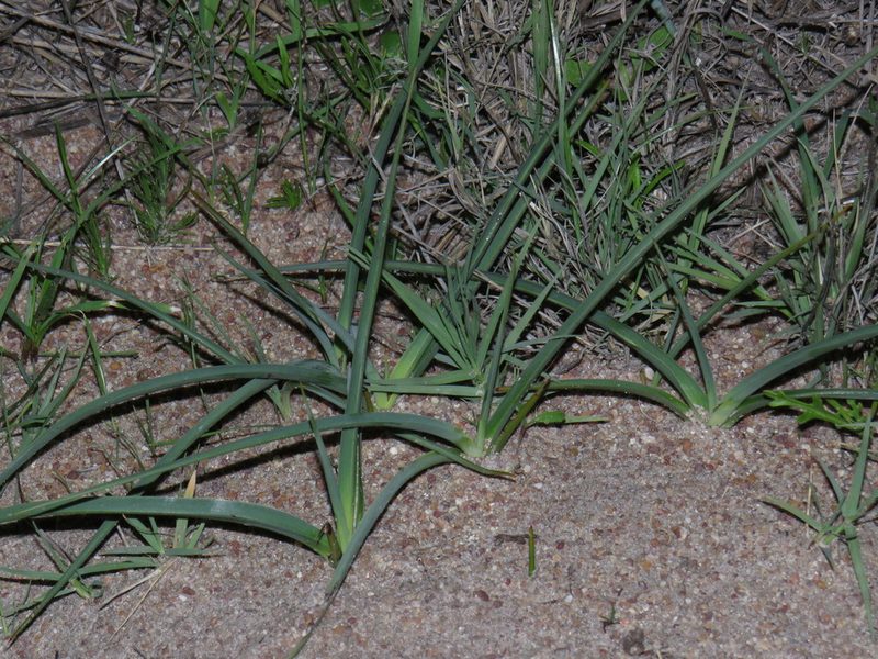 Chlorophytum triflorum, photographed by Jeremy Gilmore