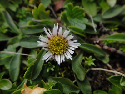 Erigeron uniflorus, photographed by Christian Berg