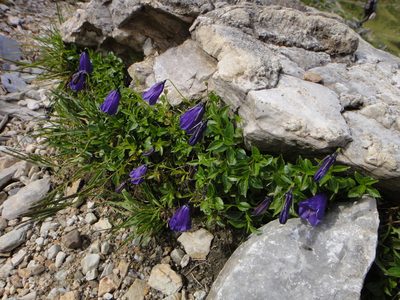 Campanula pulla, photographed by Christian Berg