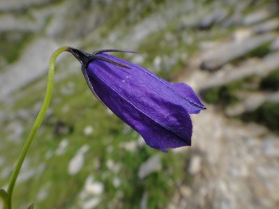 Campanula pulla, photographed by Christian Berg