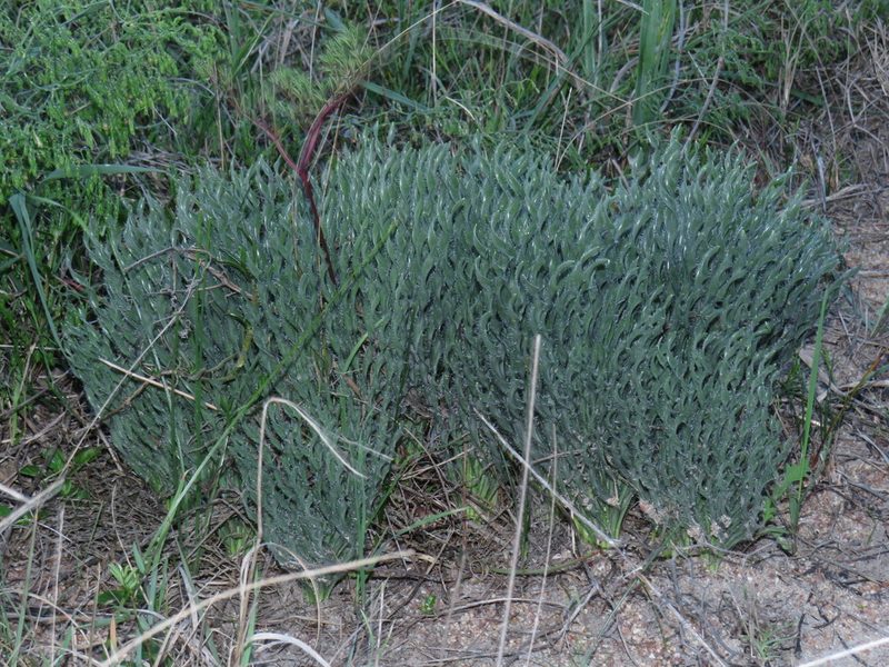 Gethyllis ciliaris, photographed by Jeremy Gilmore