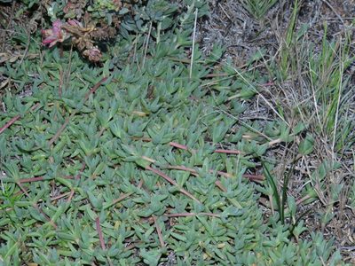 Lampranthus debilis, photographed by Jeremy Gilmore