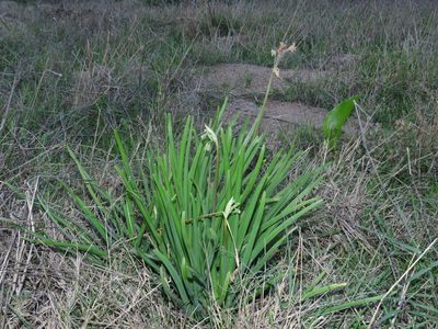 Tulbaghia capensis, photographed by Jeremy Gilmore