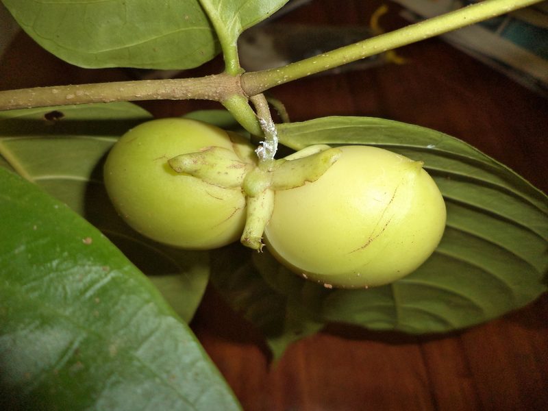Tabernaemontana pauli, photographed by Eduardo Chacón Madrigal