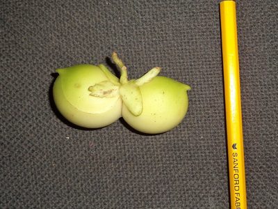 Tabernaemontana pauli, photographed by Eduardo Chacón Madrigal