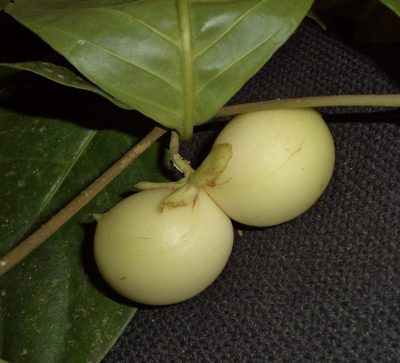 Tabernaemontana pauli, photographed by Eduardo Chacón Madrigal