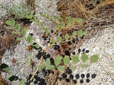 Hosackia crassifolia, photographed by Quinn Shemet