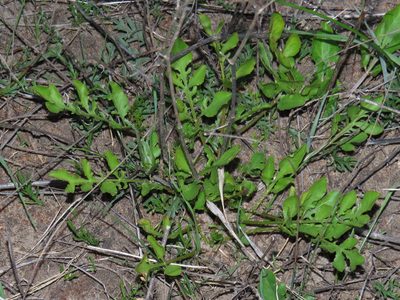 Lichtensteinia obscura, photographed by Jeremy Gilmore