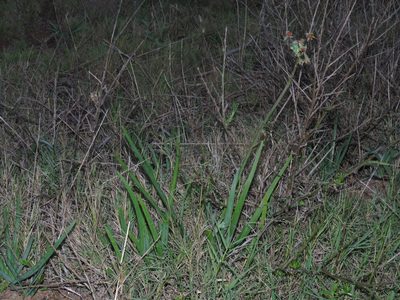 Tulbaghia capensis, photographed by Jeremy Gilmore