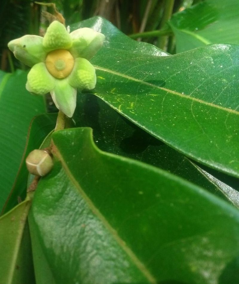 Guatteria chiriquiensis, photographed by Eduardo Chacón Madrigal