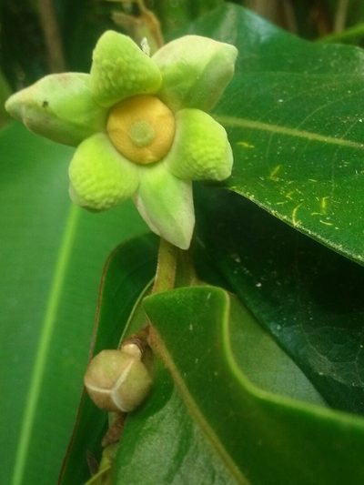 Guatteria chiriquiensis, photographed by Eduardo Chacón Madrigal