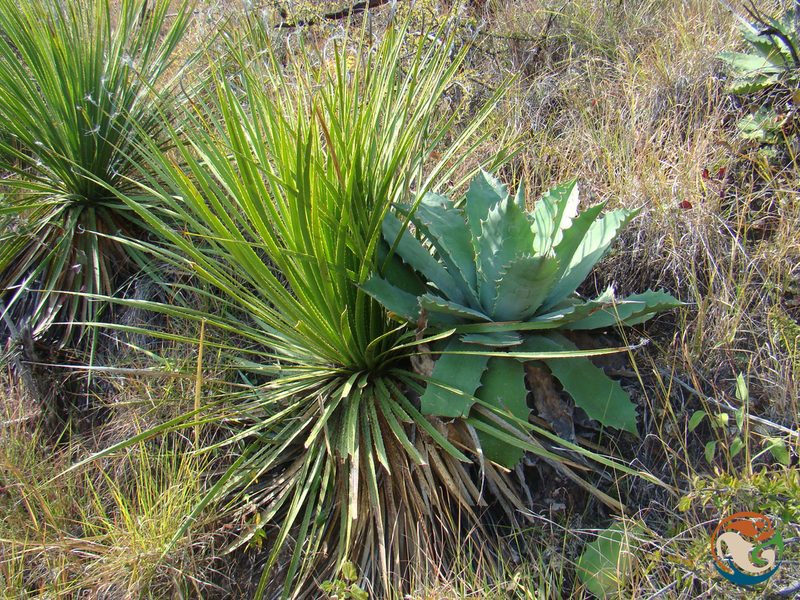 Dasylirion serratifolium, photographed by Eugenio Padilla