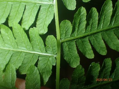 Coryphopteris simulata, photographed by John Baur