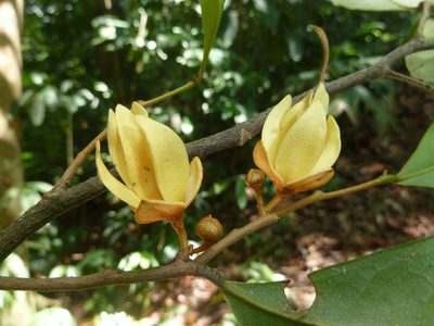 Duguetia confusa, photographed by Eduardo Chacón Madrigal