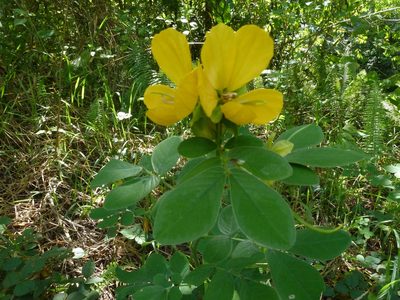 Senna cobanensis, photographed by Eduardo Chacón Madrigal